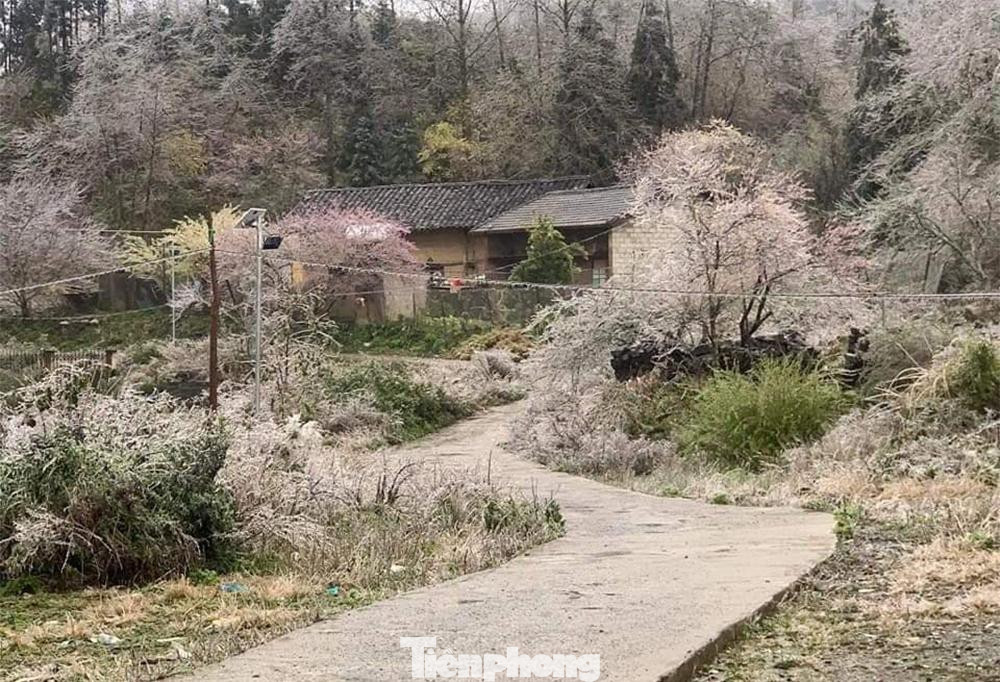 Chị Triệu Thị Quyên - giáo viên Trường THCS xã Xín Cái (thôn Lùng Vần Chải, xã Xín Cái, huyện Mèo Vạc) chia sẻ: "Từ khoảng 4h hôm nay, nơi đây đã bắt đầu xuất hiện băng giá. Băng bám nhiều trên các cành cây và nhà cửa khiến nhiệt độ xuống rất thấp và buốt giá."