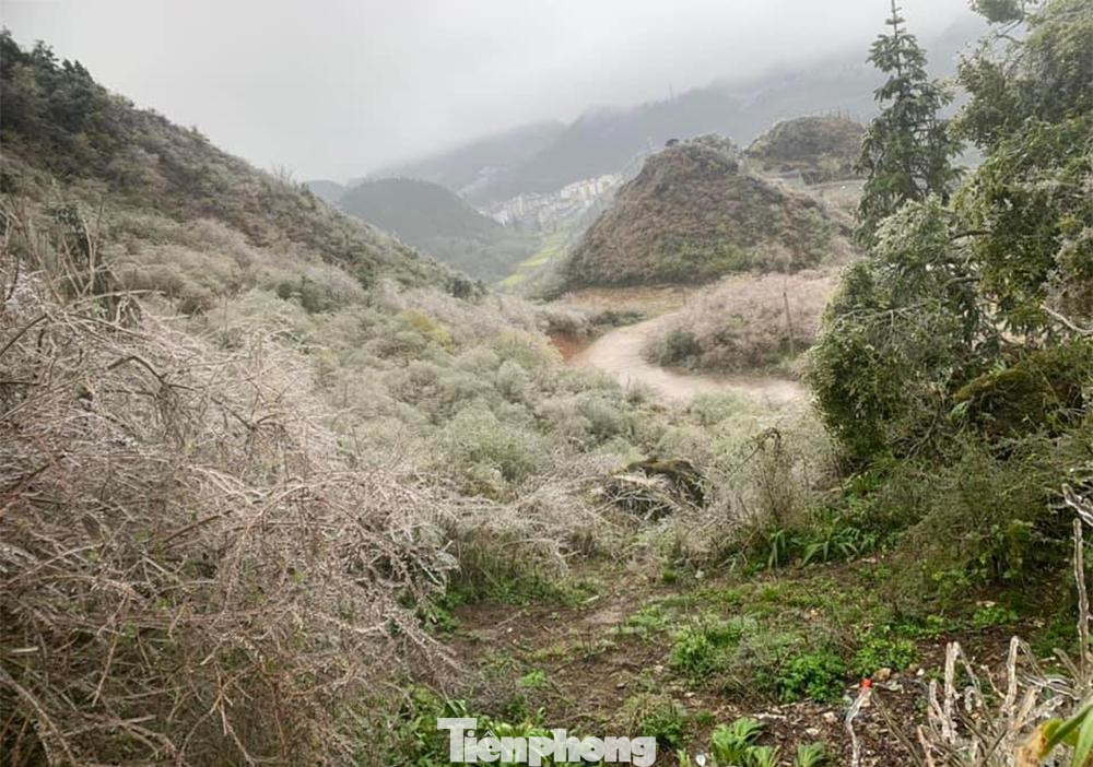 Băng giá phủ kín hoa màu, cây cối trên địa bàn huyện Mèo Vạc.