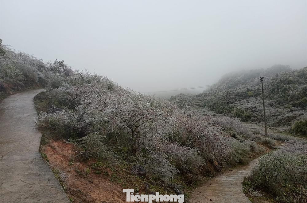 Đến 10h sáng nay, nhiệt độ ghi nhận đã xuống dưới 0 độ C và băng giá vẫn tiếp tục đóng trên các cành cây, vườn rau nơi đây cùng với đó là mưa nhỏ.