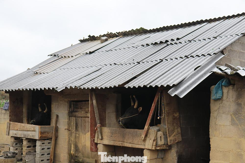 Trước diễn biến phức tạp của thời tiết, thời gian qua, thực hiện nghiêm theo chỉ đạo của UBND huyện Mèo Vạc. Các địa phương khu vực biên giới đã tập trung đã cử cán bộ trực tiếp xuống các thôn, bản hướng dẫn nhân dân thực hiện công tác phòng, chống đói rét cho đàn gia súc, gia cầm trên địa bàn. Đảm bảo sức khỏe cho đàn gia súc, hướng dẫn kỹ thuật tới các hộ chăn nuôi sử dụng bạt và các vật liệu khác để che chắn chuồng trại.