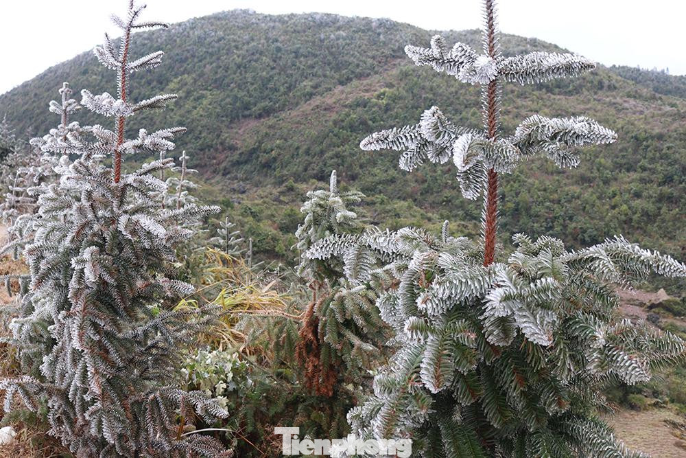 Sáng nay băng giá phủ kín những cây thông tại vùng biên giới. Trước diễn biến phức tạp của thời tiết, thực hiện theo chỉ đạo của UBND huyện Mèo Vạc (tỉnh Hà Giang), các địa phương khu vực biên giới đã tập trung đã cử cán bộ trực tiếp xuống các thôn, bản hướng dẫn nhân dân thực hiện công tác phòng, chống đói rét cho đàn gia súc, gia cầm trên địa bàn.