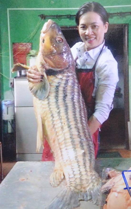 Loài cá thọ 50 năm, hiếm có khó tìm, ẩn mình dưới dòng Sê San ảnh 1