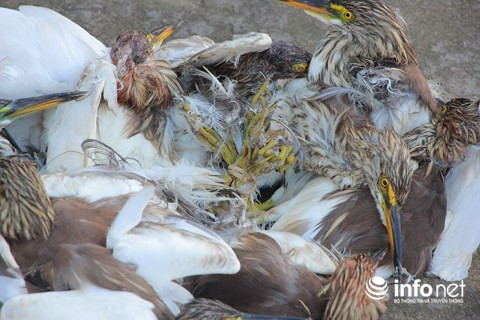 Chim trời nằm la liệt dọc đường, tràn lan ở chợ và trên... bàn nhậu ảnh 5