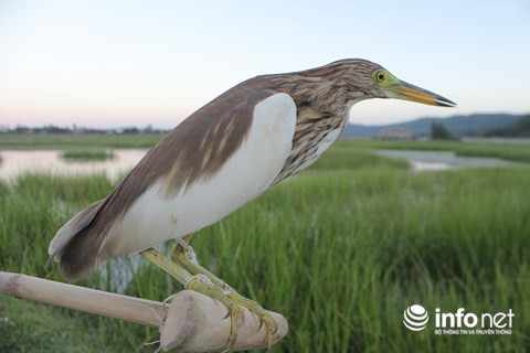 Chim trời nằm la liệt dọc đường, tràn lan ở chợ và trên... bàn nhậu ảnh 19