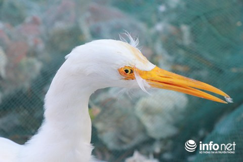 Chim trời nằm la liệt dọc đường, tràn lan ở chợ và trên... bàn nhậu ảnh 9