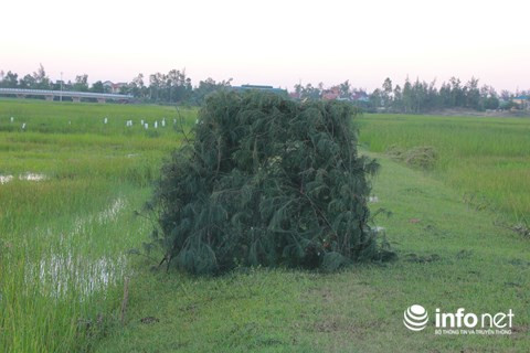 Chim trời nằm la liệt dọc đường, tràn lan ở chợ và trên... bàn nhậu ảnh 18