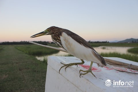 Chim trời nằm la liệt dọc đường, tràn lan ở chợ và trên... bàn nhậu ảnh 20