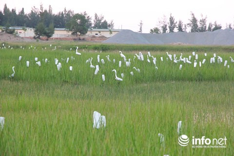 Chim trời nằm la liệt dọc đường, tràn lan ở chợ và trên... bàn nhậu ảnh 16