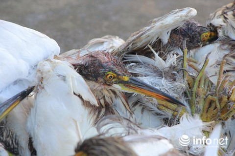 Chim trời nằm la liệt dọc đường, tràn lan ở chợ và trên... bàn nhậu ảnh 6