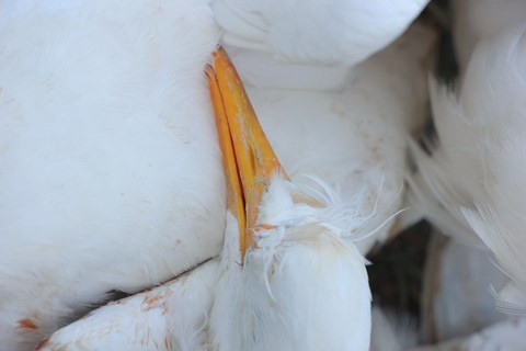 Chim trời nằm la liệt dọc đường, tràn lan ở chợ và trên... bàn nhậu ảnh 11