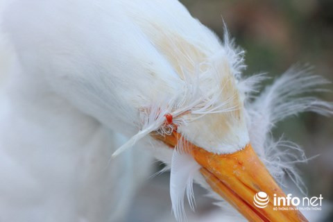 Chim trời nằm la liệt dọc đường, tràn lan ở chợ và trên... bàn nhậu ảnh 12