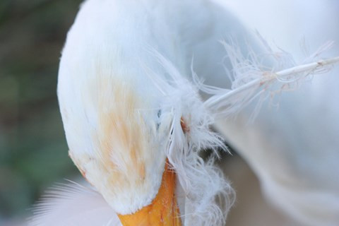 Chim trời nằm la liệt dọc đường, tràn lan ở chợ và trên... bàn nhậu ảnh 10