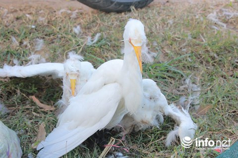 Chim trời nằm la liệt dọc đường, tràn lan ở chợ và trên... bàn nhậu ảnh 8