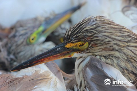 Chim trời nằm la liệt dọc đường, tràn lan ở chợ và trên... bàn nhậu ảnh 7