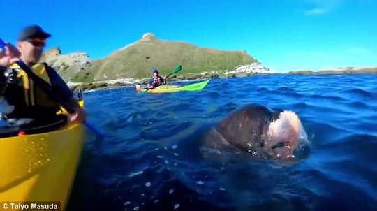 Hải cẩu dùng bạch tuộc tát vào mặt người trên thuyền ảnh 1