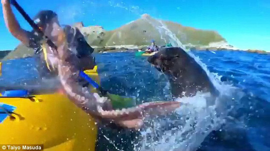 Hải cẩu dùng bạch tuộc tát vào mặt người trên thuyền ảnh 3