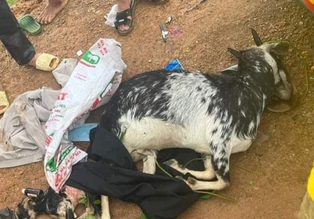 Dê bị bắn chết người dân giữ lại khi phát hiện 3 cán bộ công an. Dê bị bắn chết người dân giữ lại khi phát hiện 3 cán bộ công an.