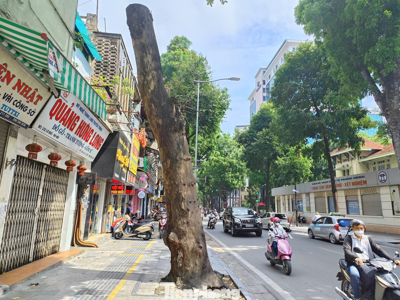 Ghi nhận của phóng viên, trên nhiều tuyến phố trung tâm của Hà Nội như phố Huế, Ngô Quyền, Lò Sũ, Hàng Dầu, Lò Đúc… nhiều cây xanh bị chết khô, mục ruỗng phần gốc.
