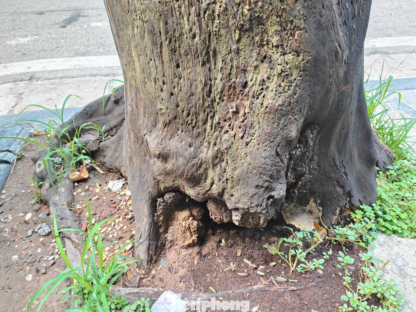 Phần ngọn cây được cắt bỏ. Tuy nhiên, gốc cây đang trong tình trạng mục ruỗng có thể đổ bất cứ lúc nào.