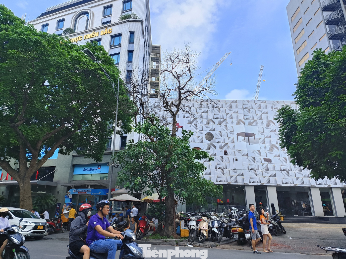 Đầu phố Ngô Quyền một cây xanh chết khô, trơ cành.