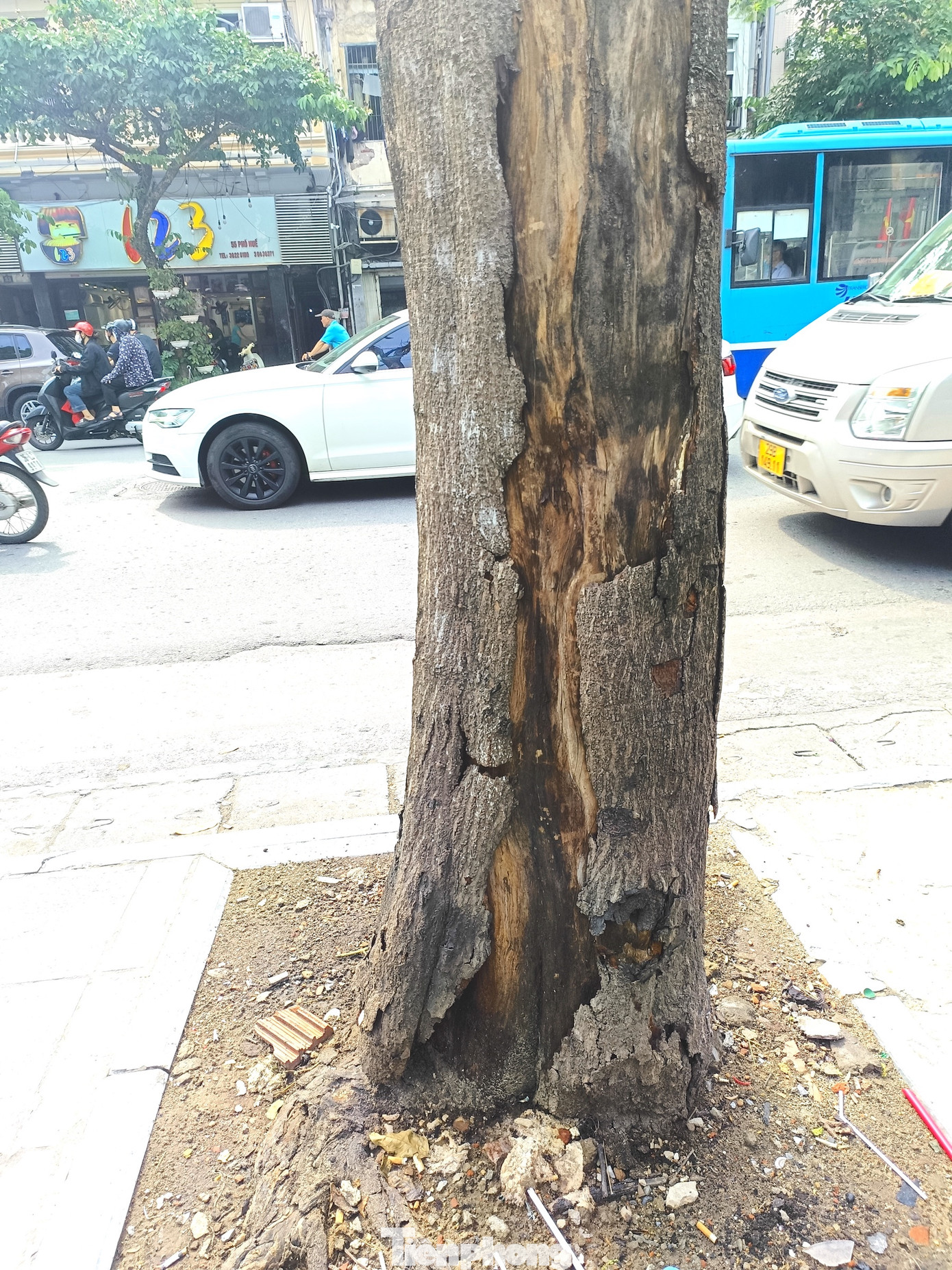 Trên phố Huế, một cây lát cao khoảng 5m chết khô. Vỏ cây bong tróc từ lâu.