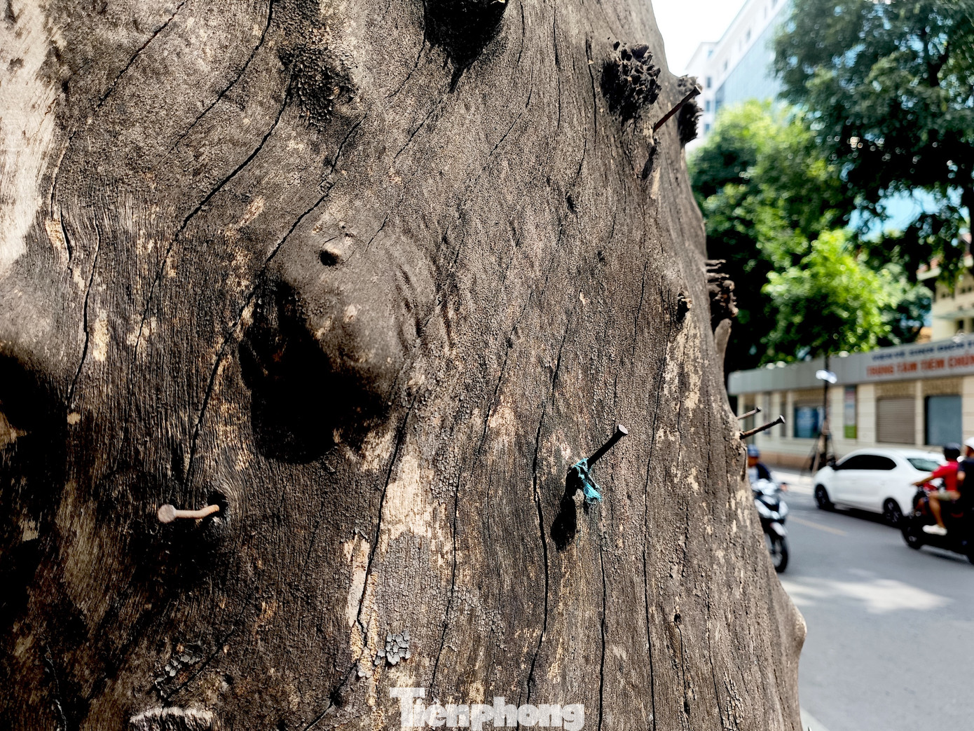 Trên thân cây cổ thụ chằng chịt những chiếc đinh sắt.