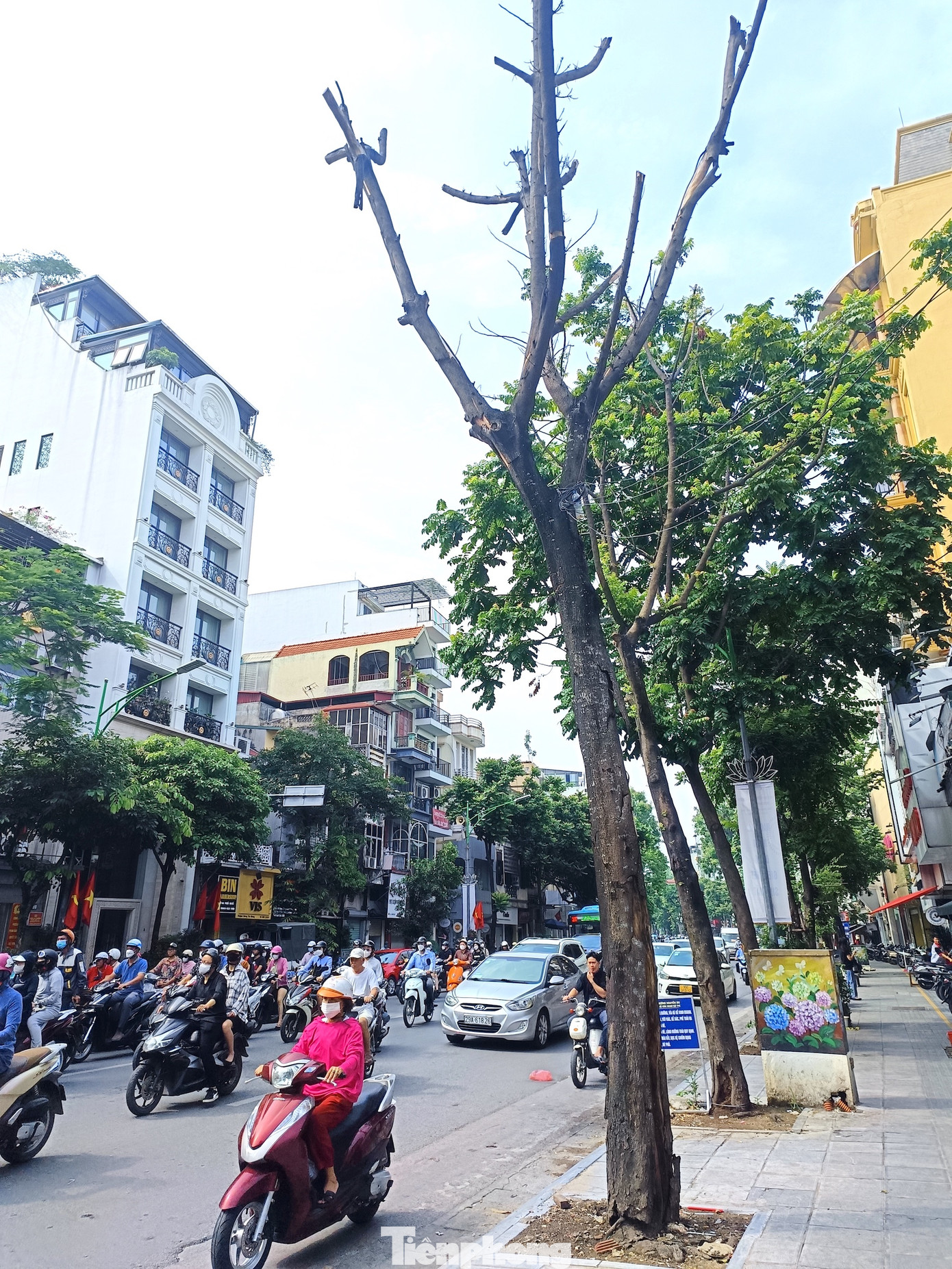 Trên phố Huế, một cây lát cao khoảng 5m chết khô. Vỏ cây bong tróc từ lâu.