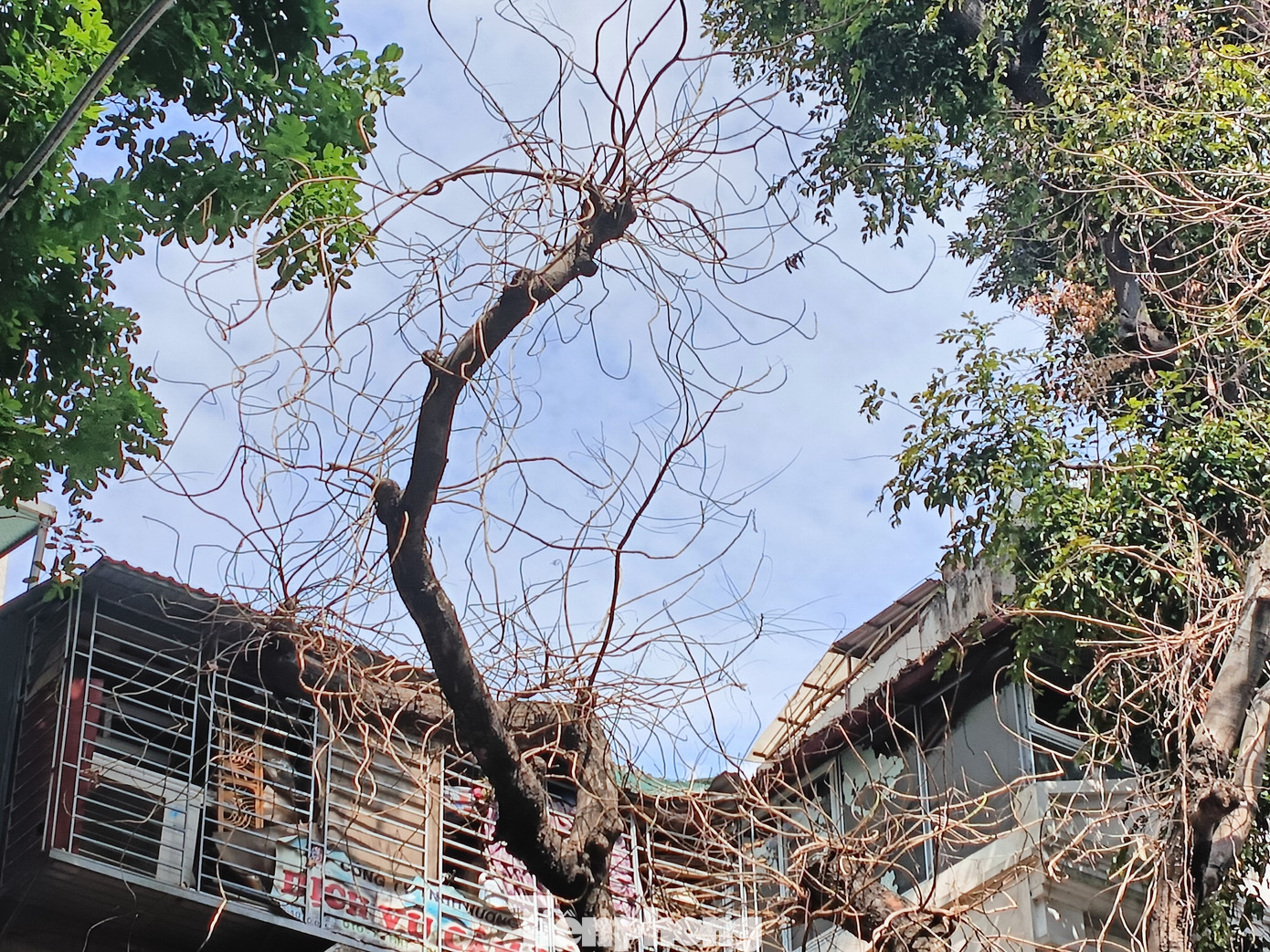 Mặc dù các cây xung quanh xanh tốt nhưng lá cây này rụng hết, chỉ còn trơ cành.