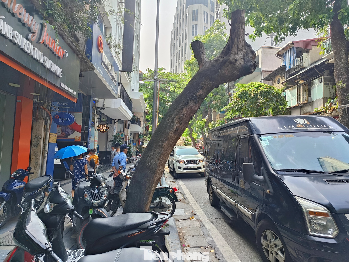 Đặc biệt, việc cây xanh chết khô nằm ven tuyến phố cổ nơi tập trung đông người đi bộ qua lại. Cây xanh chết khô trên tuyến phố Lò Sũ.