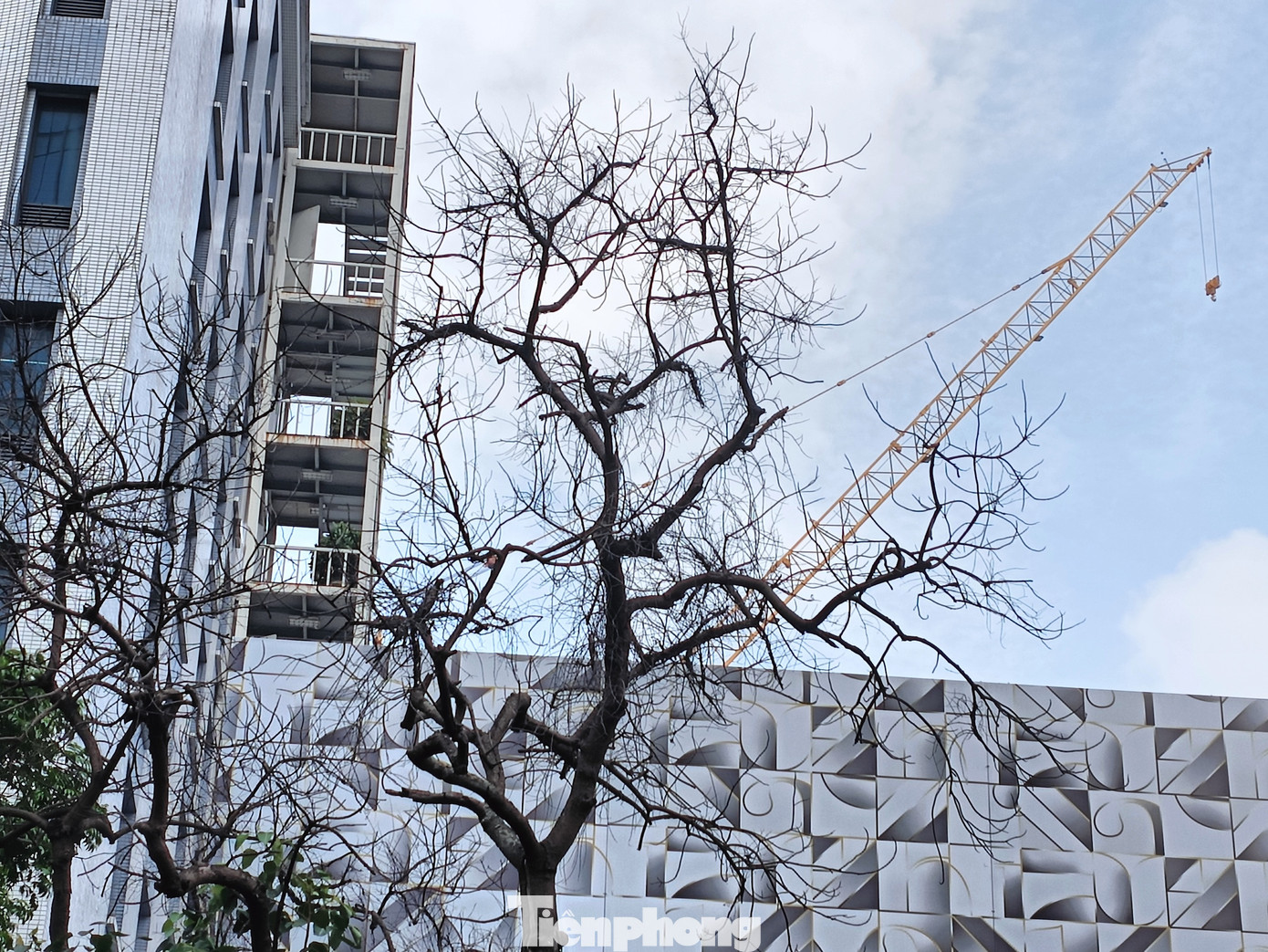 Hàng ngày, nhiều người dân ngồi dưới gốc cây uống trà đá...