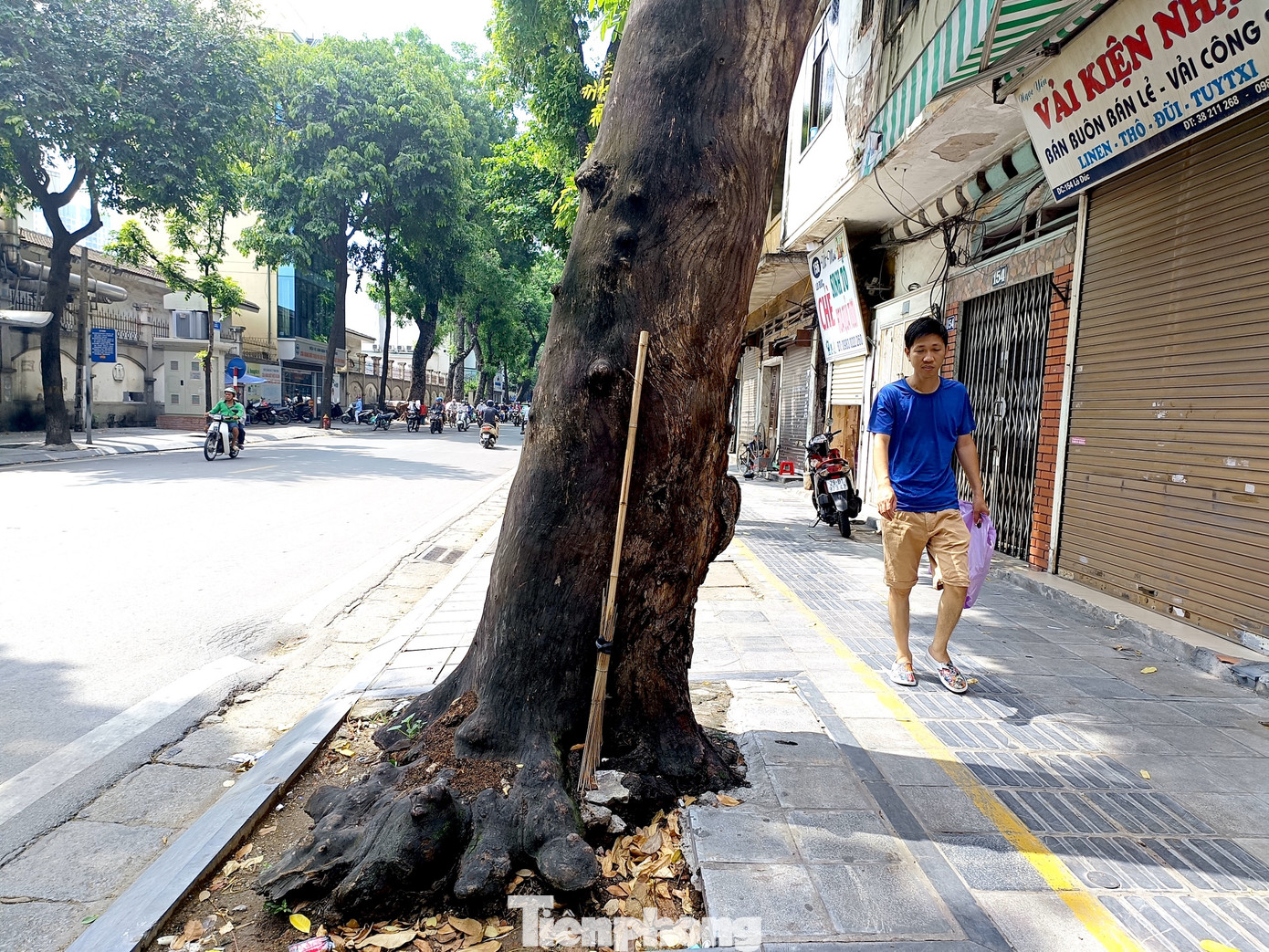 Hầu hết những cây này sau khi chết được cắt tỉa phần ngọn, bỏ lại phần thân cao khoảng 3-5m.