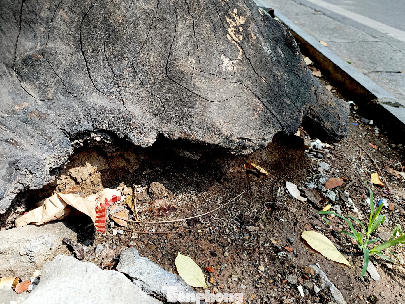 Điển hình, tại khu vực phố Lò Đúc, trước cửa nhà 152, thân cây cổ thụ cao khoảng 3m, đường kính gần 1m chết khô từ lâu. Sau thời gian dài phơi mưa, nắng, cộng với việc bị mối mọt tấn công, nhiều gốc gây mục ruỗng phần gốc.