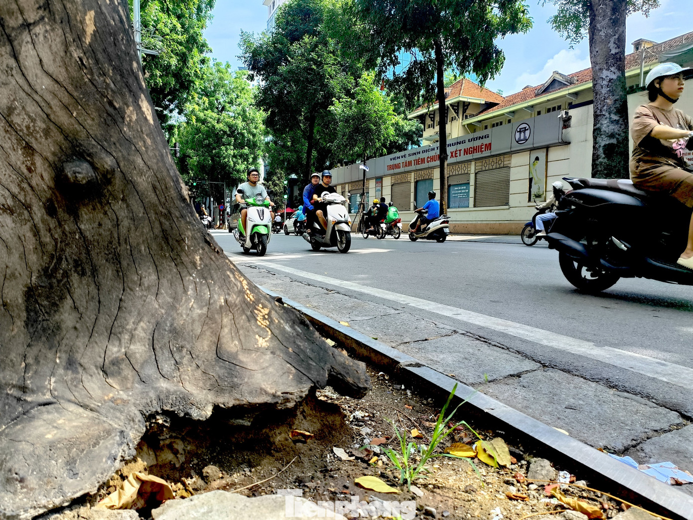 Điển hình, tại khu vực phố Lò Đúc, trước cửa nhà 152, thân cây cổ thụ cao khoảng 3m, đường kính gần 1m chết khô từ lâu. Sau thời gian dài phơi mưa, nắng, cộng với việc bị mối mọt tấn công, nhiều gốc gây mục ruỗng phần gốc.