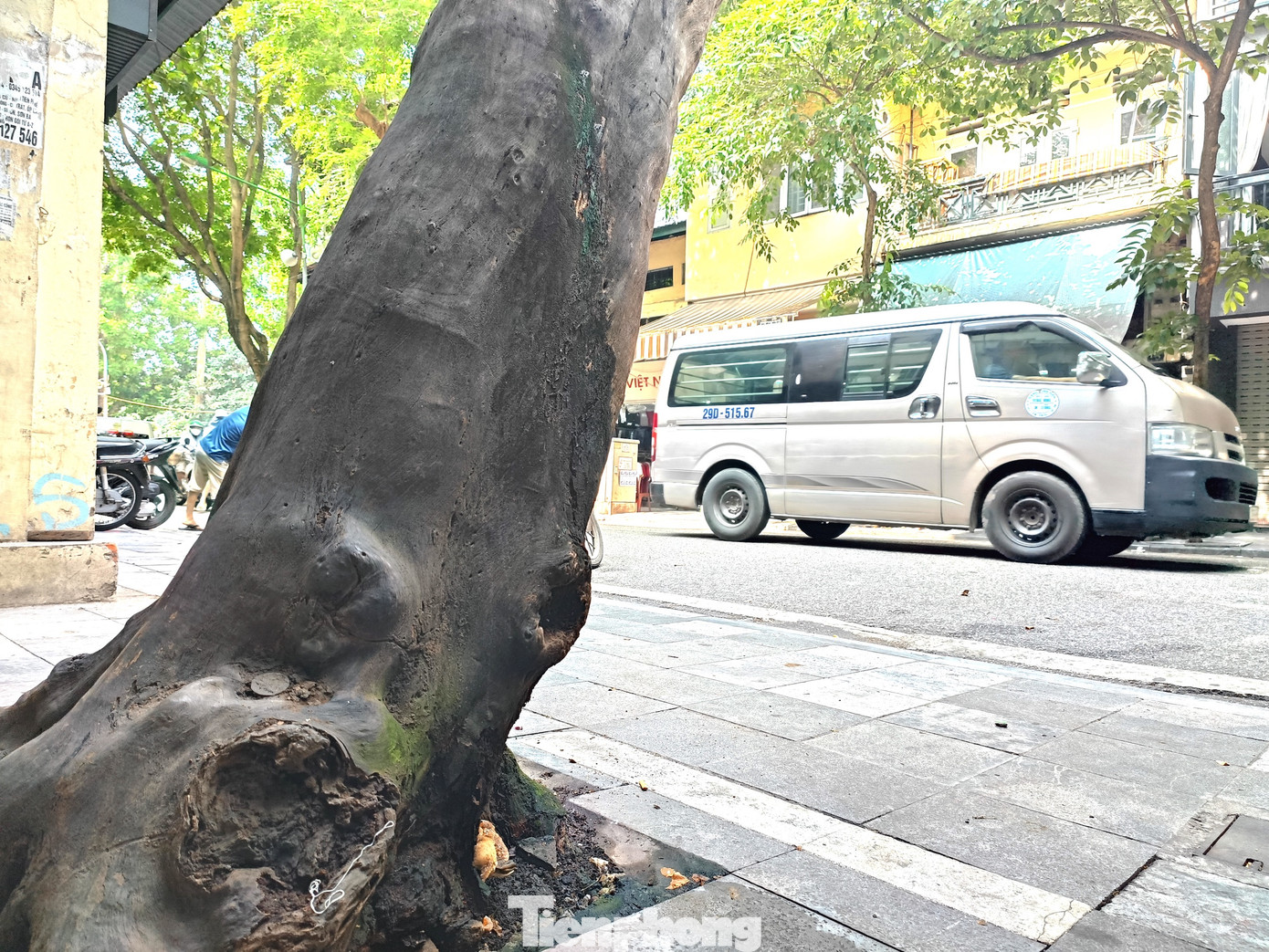 Trên tuyến phố Hàng Dầu, một cây xanh khác cũng trong tình trạng tương tự.