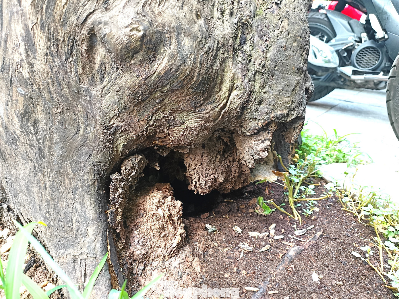 Theo ông L. (bảo vệ trên phố Lò Sũ), cây xanh này chết được khoảng 2 năm nay. "Tôi chẳng thể hiểu vì sao sau khi cây chết có người đến cắt phần cành để lại phần gốc. Việc giữa một con phố trung tâm cây xanh chết khô rất mất mỹ quan và mối mọt ăn mục phần gốc rất nguy hiểm cho người đi bộ qua"- ông L. nói và mong muốn cơ quan chức năng có biện pháp di chuyển thân cây chết đi để trồng cây mới.