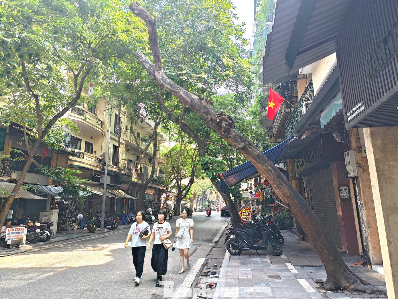 Phần thân cây dài hơn 3m vươn ra ngoài đường đi có thể gãy đổ bất cứ lúc nào.