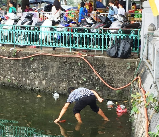 Cận cảnh rùa, cá vàng bị vợt ngay sau phóng sinh ở chùa Trấn Quốc ảnh 5