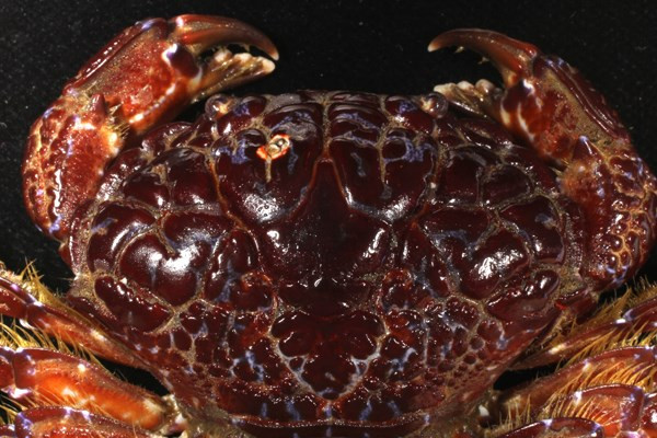 Những loài cua biển gây ngộ độc chết người ở VN ảnh 8