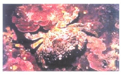 Những loài cua biển gây ngộ độc chết người ở VN ảnh 11