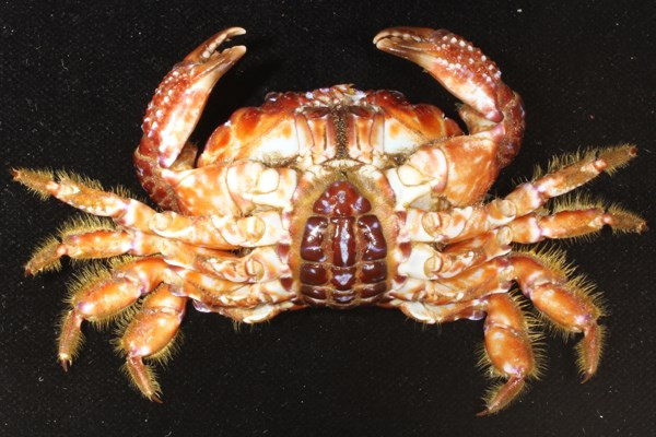 Những loài cua biển gây ngộ độc chết người ở VN ảnh 9