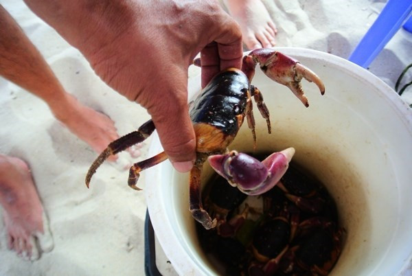 Những loài cua biển gây ngộ độc chết người ở VN ảnh 6