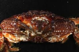 Những loài cua biển gây ngộ độc chết người ở VN ảnh 7