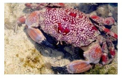 Những loài cua biển gây ngộ độc chết người ở VN ảnh 10