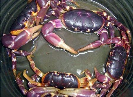 Những loài cua biển gây ngộ độc chết người ở VN ảnh 4