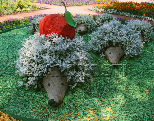 “Bảy con nhím” “Bảy con nhím”