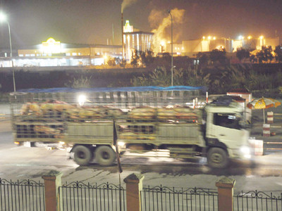 Xe chở lợn chuẩn bị sang biên giới