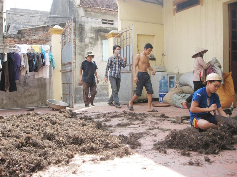 Thuốc bắc phơi bất cứ đâu có thể - Ảnh: N.T