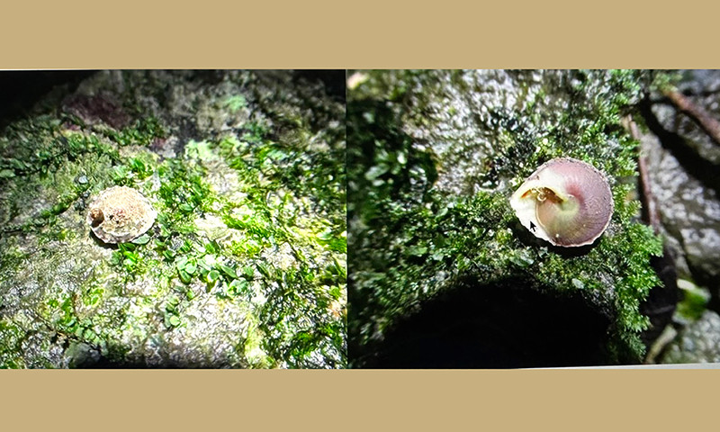 Ảnh chụp loài ốc mới trong hang Sơn Đoòng.