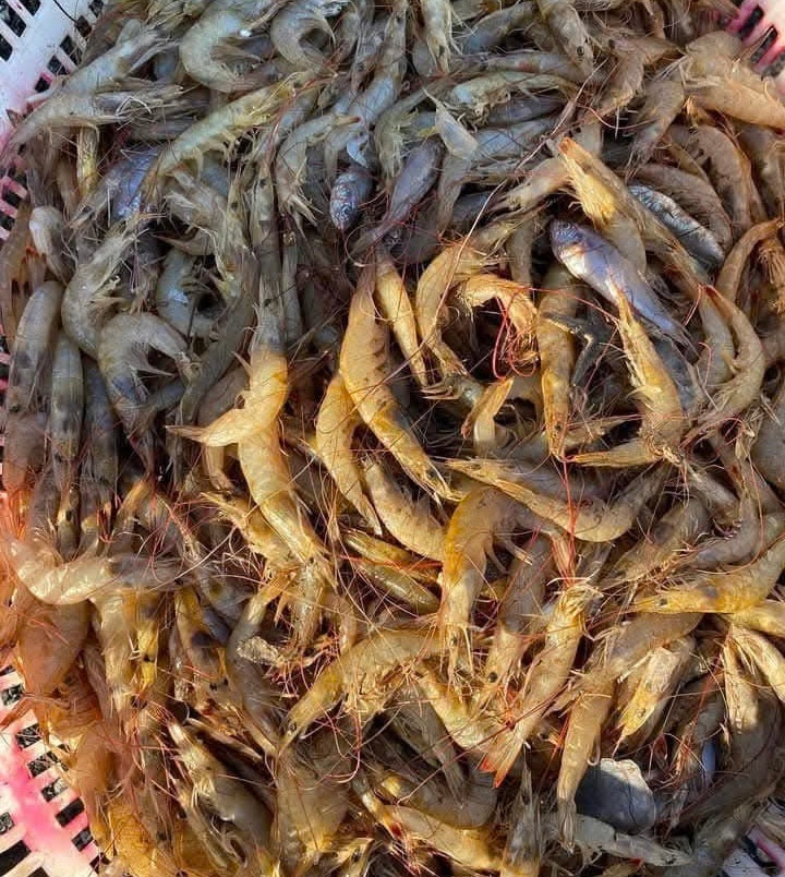 Luồng tôm mà ngư dân Quảng Bình trúng đậm trong mấy ngày qua là loài tôm nghệ.