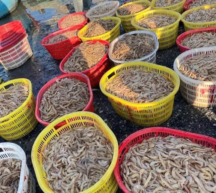 Ngư dân Quảng Bình trúng đậm luồng tôm gần bờ.